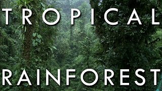 The Tropical Rainforest Climate  Secrets of World Climate 1 [upl. by Vtehsta]