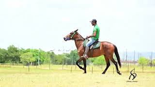 LOTE 17 PECADORA DO CAVALEIRO [upl. by Orwin]