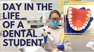 day in the life of a dental student 🦷  dental school vlog [upl. by Tegdig501]