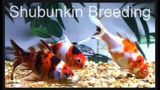 Shubunkin Goldfish breeding [upl. by Ytsanyd662]