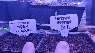 How to use Coco coir bricks with perlite and vermiculite [upl. by Ellehsram911]