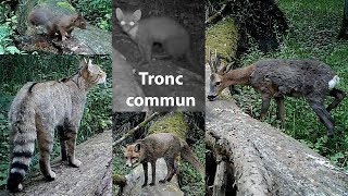 quotTronc communquot  renard écureuil chevreuil martre chat sauvage [upl. by Enilesoj547]