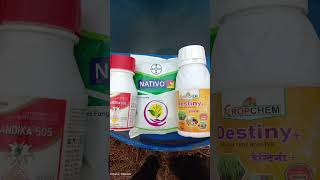 Nativo fungicide combination with destiny amp chandika insecticide  farming nativo agriculture [upl. by Edson]