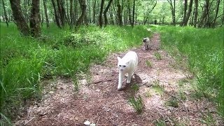 Outdoor Adventures of 2 Siamese Cats OffLeash amp Running Compilation [upl. by Nura]