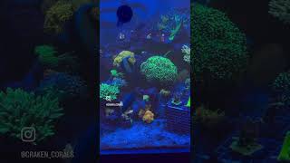 Corals are organized reef2reef reef reefaquarium reefcommunity saltwateraquarium reefing fish [upl. by Lyrad]