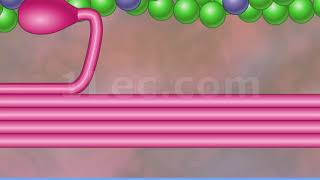 Myofilament Contraction [upl. by Eta]