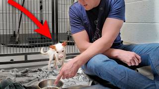 Watch the Moment Tiny Shelter Dog Eats his First Meal 🥹 [upl. by Suilmann]