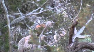 Brian Rimszas Arizona Archery Rocky Mountain Bighorn Sheep Hunt [upl. by Graehl]