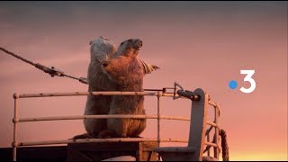 France 3 Marmots Idents 2018 HD [upl. by Ahsata]