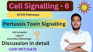 pertussis toxin signalling pathway  pertussis toxin pathway  pertussis toxin mechanism g protein [upl. by Pimbley]