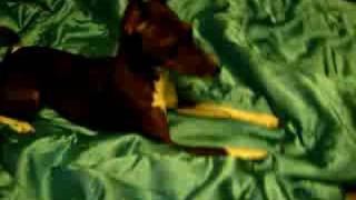 Basenji mix playing [upl. by Ennayd]