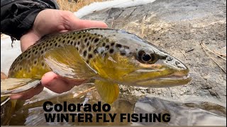 Fly Fishing a Colorado Stream LOADED with Wild Trout [upl. by Noramac]