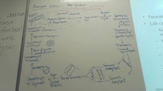 Entamoeba Pathology Apicompexa Introduction and Monocystis lumbrici [upl. by Canada93]