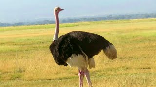 North African Ostrich  Critically Endangered Species  Amboseli Kenya [upl. by Shear]