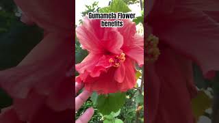 benefits of gumamela [upl. by Dlonra]