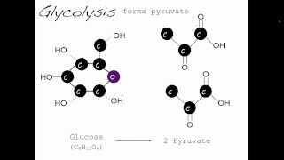 Introduction to lactic acid Lactic acid series part 1 [upl. by Eneroc]