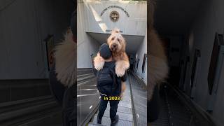 Why Goldendoodles are HATED so much dontbesourshow goldendoodle doodles dogdad [upl. by Buckler]