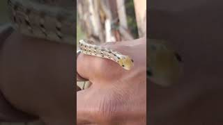 Friendly baby snake 🐍 schokari sand racer baby non venomous snake youtube shortsviral shortvideos [upl. by Zeitler838]