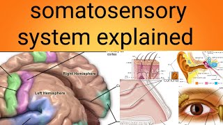 somatosensory systemphysiology lecture 11 [upl. by Elleyoj]