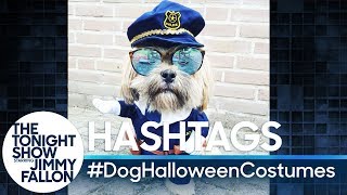 Hashtags DogHalloweenCostumes [upl. by Anyak]