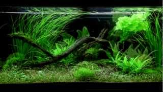 Layout 61 180L by Tropica [upl. by Naujud]