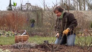 Comment tailler un rosier buisson au jardin   Truffaut [upl. by Salahcin263]