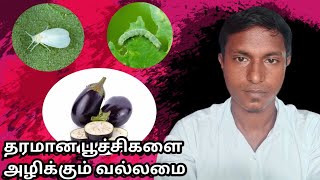 கத்திரி செடியில் பூச்சிகளை அழிக்க insecticide pesticide farming agri viralvideo [upl. by Angell577]