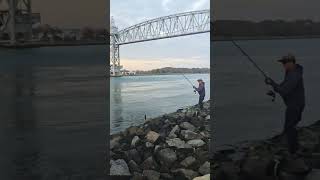 Tautog fishing  cape cod canal [upl. by Larena286]