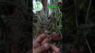 Tillandsia paleacea [upl. by Keelia]