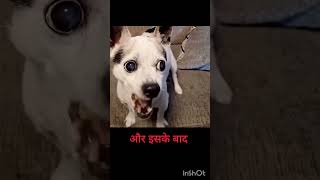 Street dog se fight nhi kar saktecomedy dog foolcomedy doglover streetdog [upl. by Lorola996]