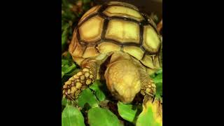 African Sulcata Tortoise Hatchling [upl. by Ottinger]