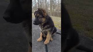 Germany Shepherd Puppy Starts Learning [upl. by Kolva]