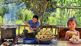 Harvesting corn gardenHow to boil corn goes to the market sell XuanTruong [upl. by Harlamert]