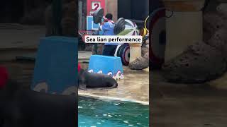 Sea lion performance [upl. by Diarmit]