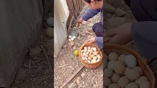 The process of picking eggs in the chicken farm [upl. by Ytsrik397]