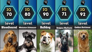 Comparison Intelligent dog breeds ranked by their IQ levels [upl. by Manbahs417]