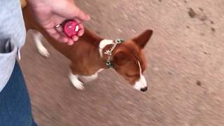 Walking an Amore Basenji with the Emergency Leash [upl. by Handbook]