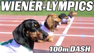 The 100m Dachshund Dash  Wiener Dog Race [upl. by Odnarb]