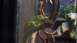 Feaes Flying Frog Rhacophorus Feae Reptile House London Zoo Regents Park London [upl. by Nyvar]