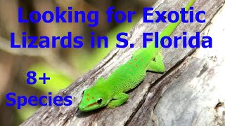 Finding Exotic Invasive Lizards In South Florida More than 8 species found Part 3 of 2023 vacation [upl. by Ardisi]