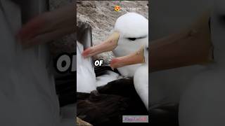 Greyheaded Albatross  birds  bird lovers  bird facts  know more facts about birds facts birds [upl. by Maryanne667]