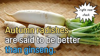 Autumn radishes are said to be better than ginseng [upl. by Aihsit]