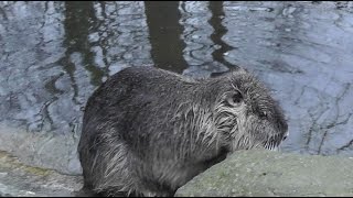 Nutria Myocastor coypus  Coypu [upl. by Guglielmo]