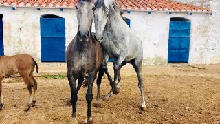 Caballo semental  yegua reproductora y la potrilla hija de ambos resultado horse mating en 2018 [upl. by Danila]