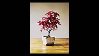 B for Bonsai shorts trending trend viralvideo fyp edit bonsai karatekid [upl. by Mobley647]