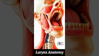 Larynx Anatomy medical animation 3d short  BiologywithAliya [upl. by Enaerb]