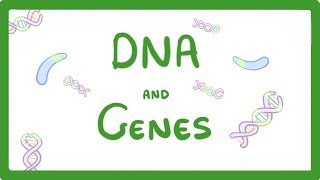 GCSE Biology  DNA Part 1  Genes and the Genome 63 [upl. by Pears212]