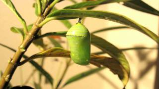 Monarch Butterfly Pupation Time Lapse [upl. by Seena]