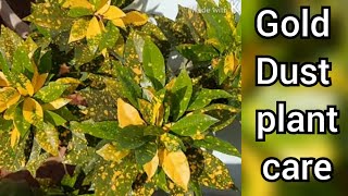 Gold dust plant care propogation and complete info  Aucuba japonica  spotted laurel  house plants [upl. by Ekaj652]