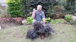 PDSI Grower Technical Guide  Southern Living Loropetalums Production Tips [upl. by Yeneffit]